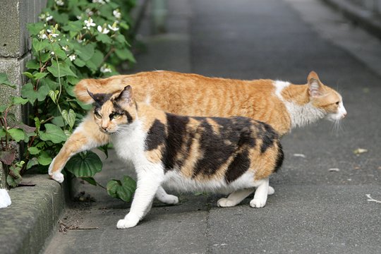 太田区のねこ