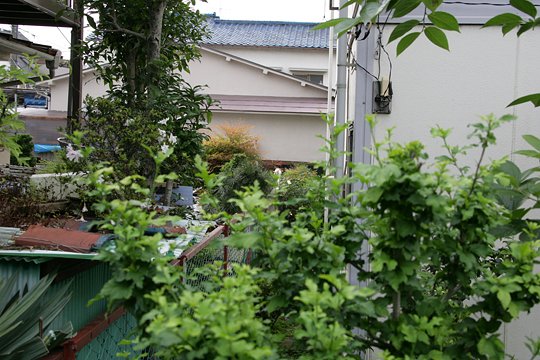 太田区のねこ