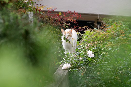 太田区のねこ