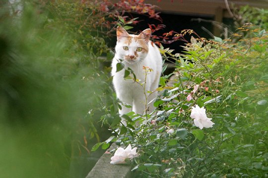 太田区のねこ