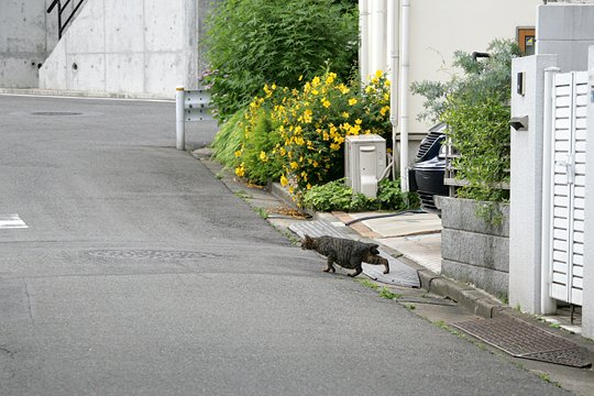 太田区のねこ