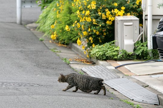 太田区のねこ