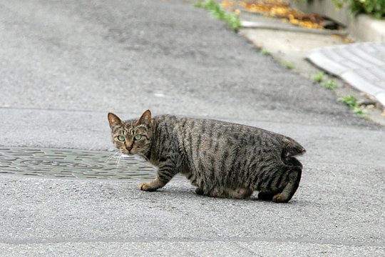 太田区のねこ