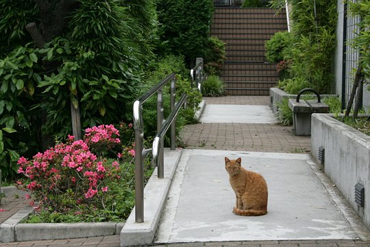 太田区のねこ