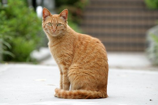 太田区のねこ