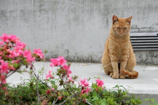 太田区のねこ