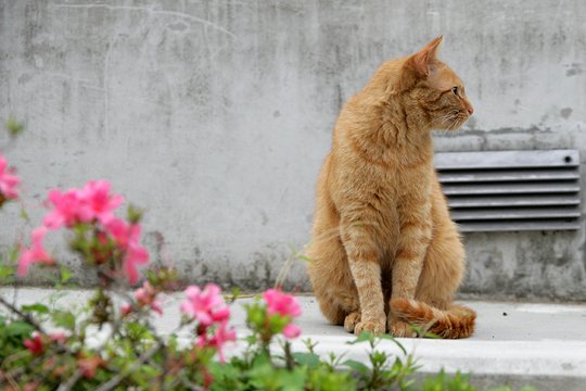 太田区のねこ