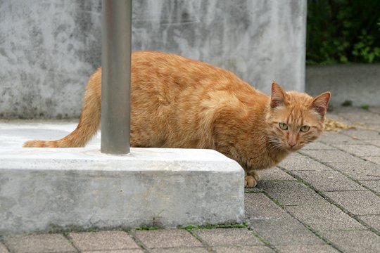 太田区のねこ