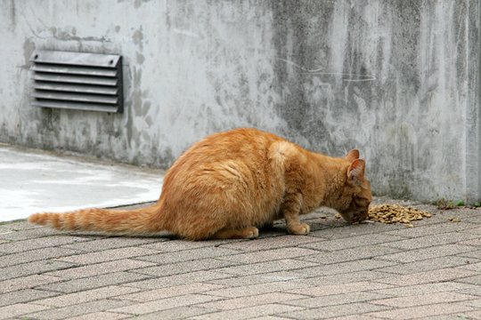 太田区のねこ