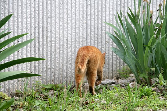 太田区のねこ