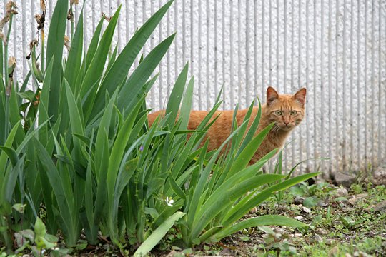 太田区のねこ