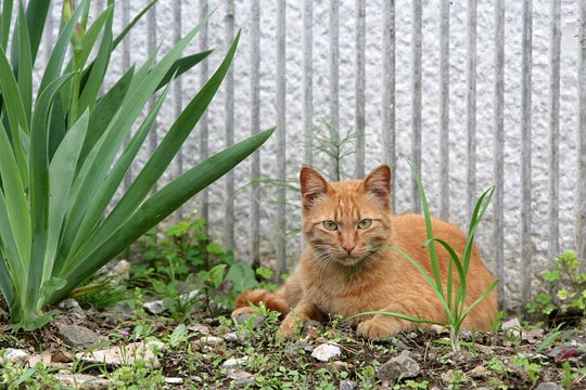 太田区のねこ