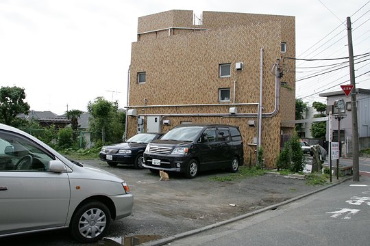 太田区のねこ