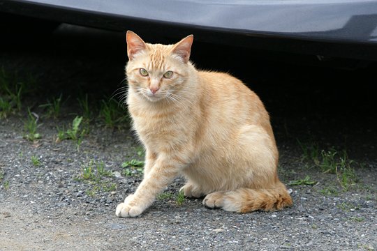 太田区のねこ