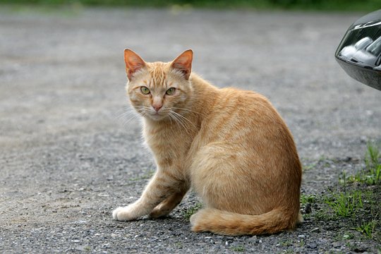 太田区のねこ