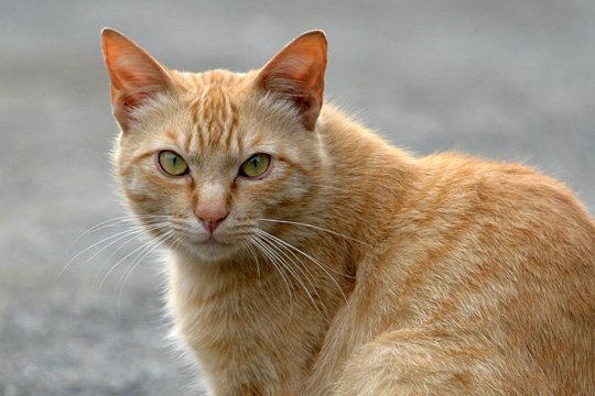 太田区のねこ