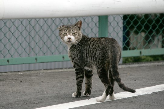 太田区のねこ