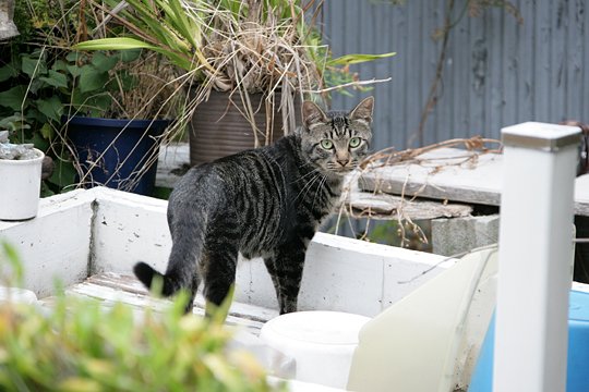 太田区のねこ