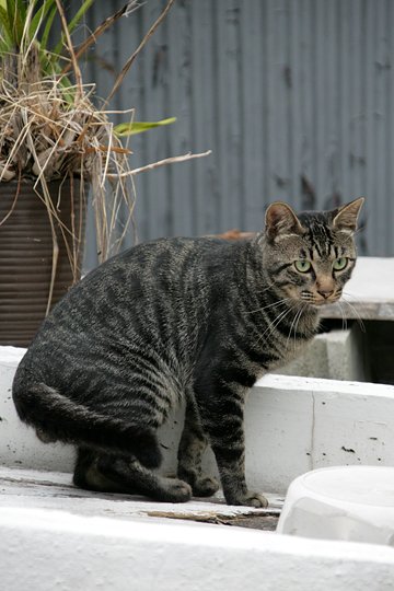 太田区のねこ