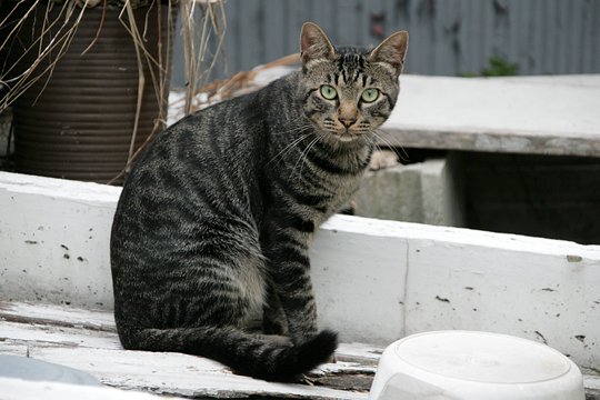 太田区のねこ