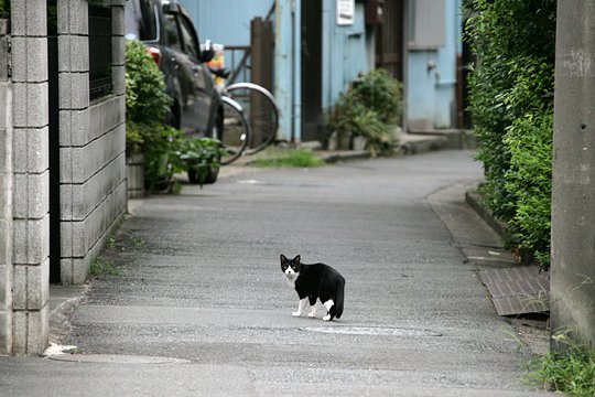 太田区のねこ