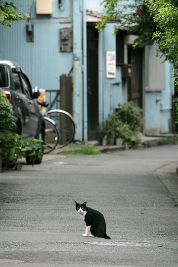太田区のねこ