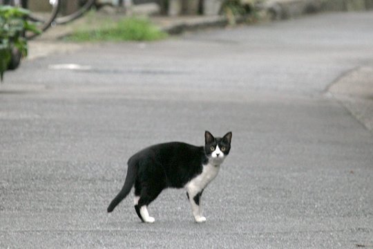 太田区のねこ
