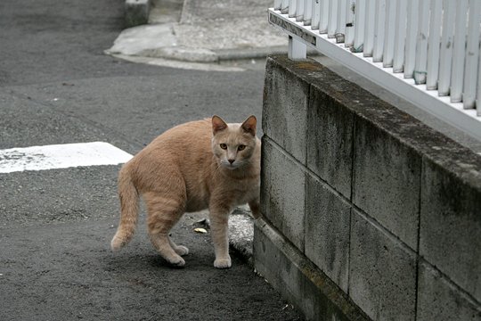 太田区のねこ