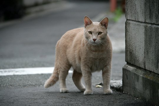太田区のねこ