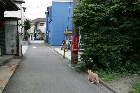 太田区のねこ