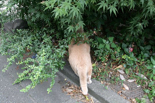 太田区のねこ