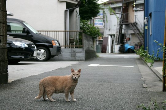 太田区のねこ