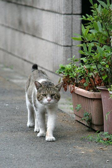 太田区のねこ