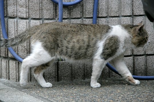 太田区のねこ