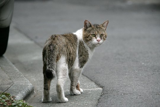 太田区のねこ