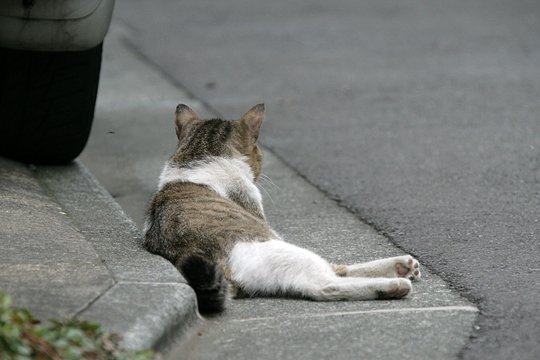 太田区のねこ