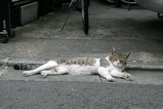 太田区のねこ