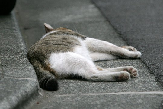 太田区のねこ