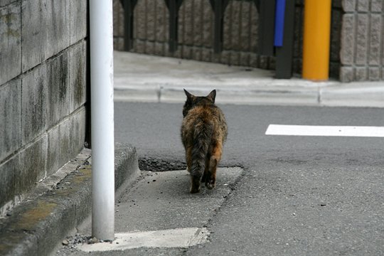 太田区のねこ