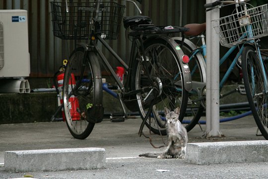 太田区のねこ