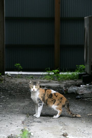 太田区のねこ