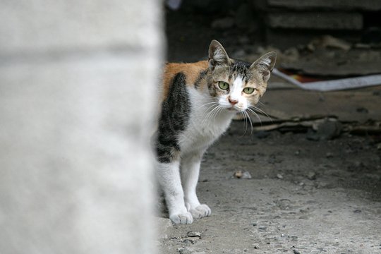 太田区のねこ
