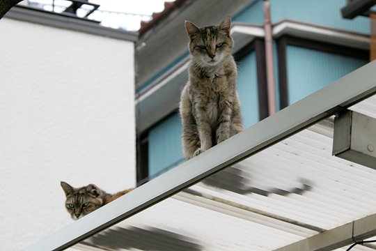 太田区のねこ