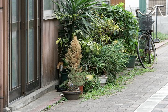 太田区のねこ