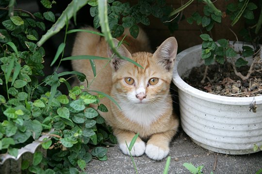 太田区のねこ