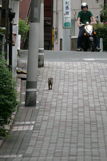 太田区のねこ