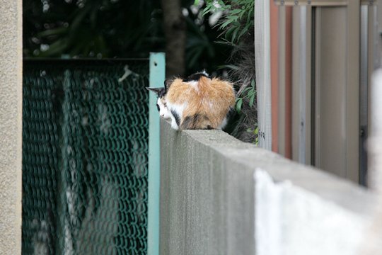 太田区のねこ