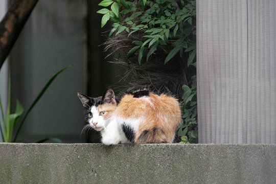 太田区のねこ