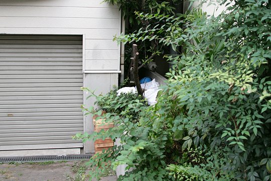 太田区のねこ