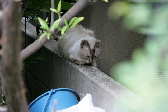 太田区のねこ